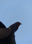 LZ00510 Robin in guttering in St Fagans.jpg